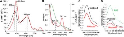 Designed Artificial Protein Heterodimers With Coupled Functions Constructed Using Bio-Orthogonal Chemistry